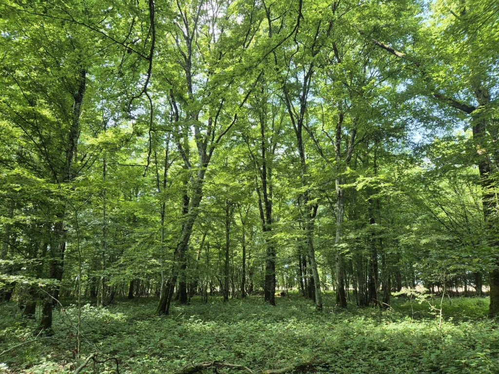 forêt à vendre