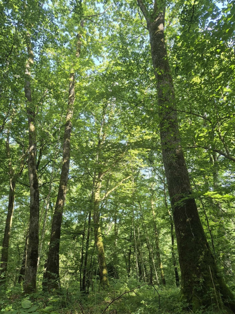 Chêne dans une forêt à vendre