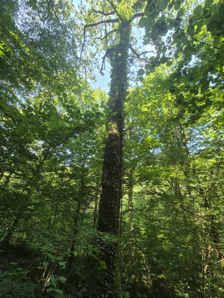 Chêne dans une forêt à vendre