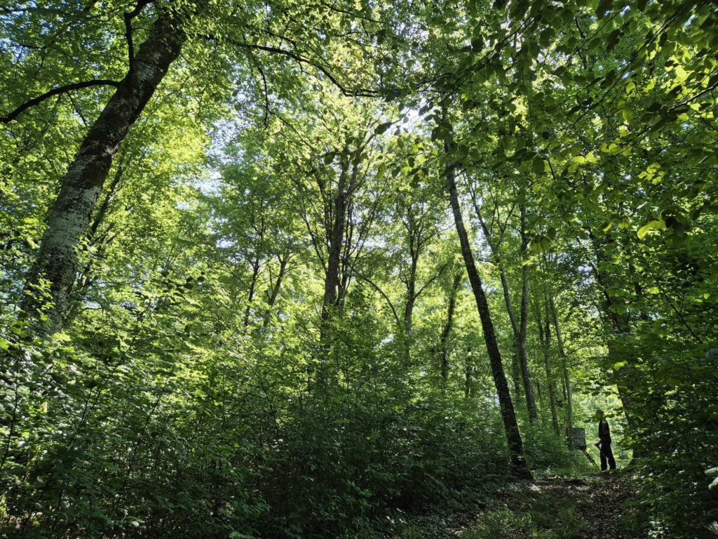 Chêne dans une forêt à vendre