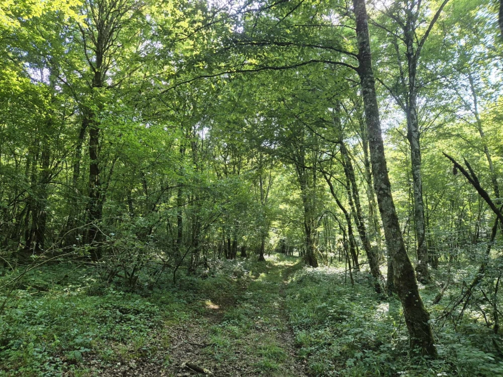 Chêne dans une forêt à vendre
