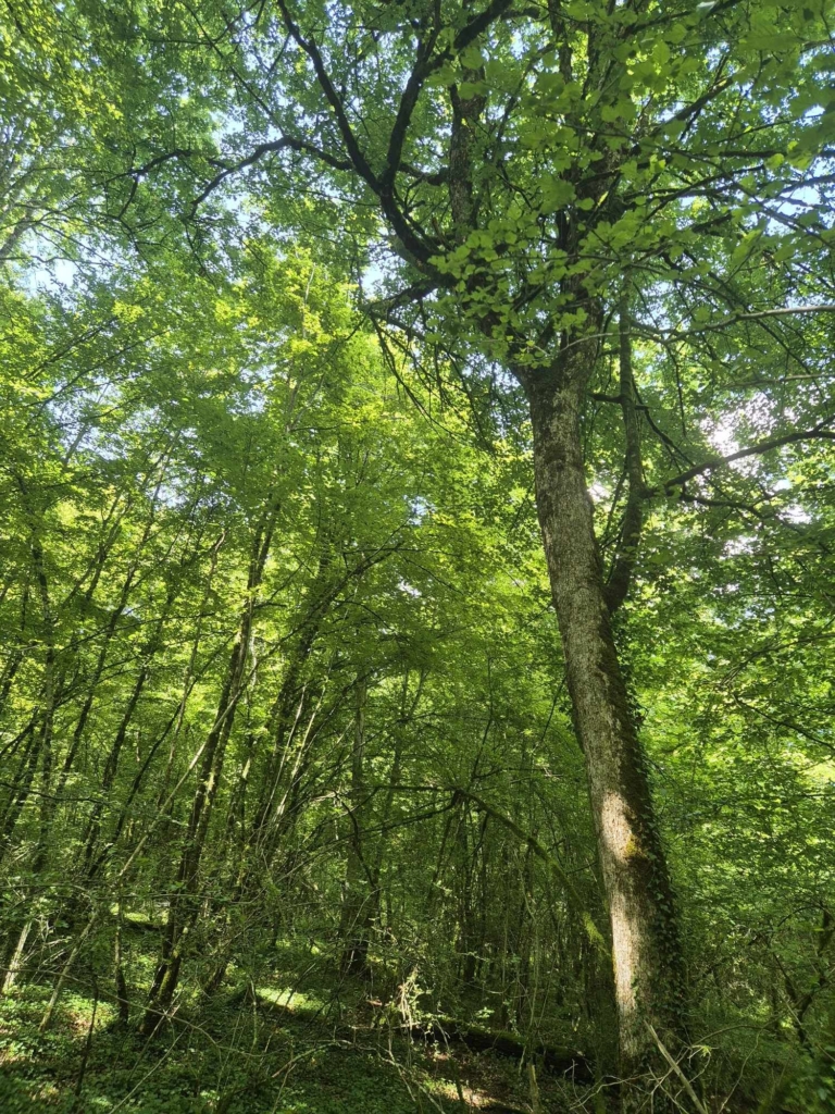 arbres dans une forêt à vendre