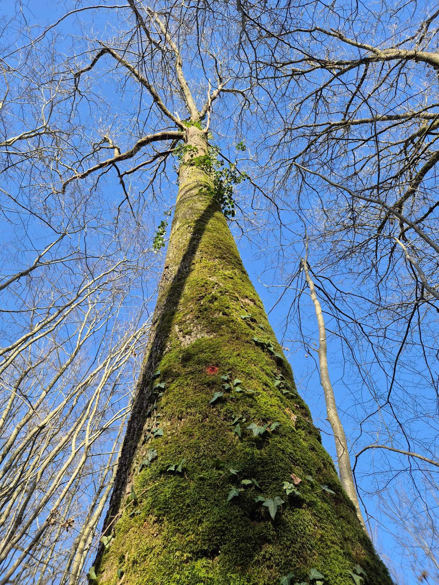 Chêne exceptionnel lors d'une vente de forêt en Saône-et-Loire avec mb forêts transactions