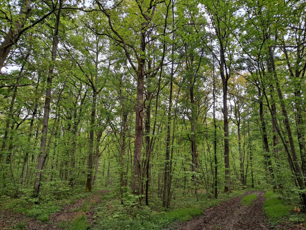 Place en étoile forêt en vente dans l'Yonne, randonnée et exploitations forestières MB forêts