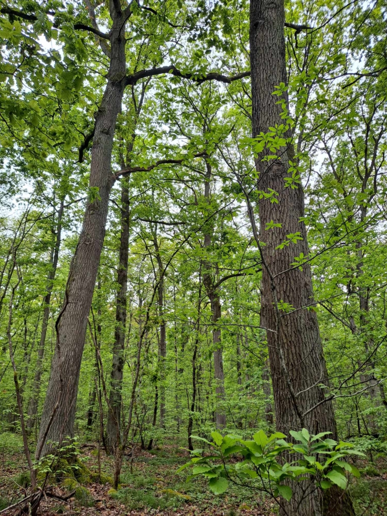 Forêt à vendre chênes dans l'Yonne spécialiste MB Forêts Transactions