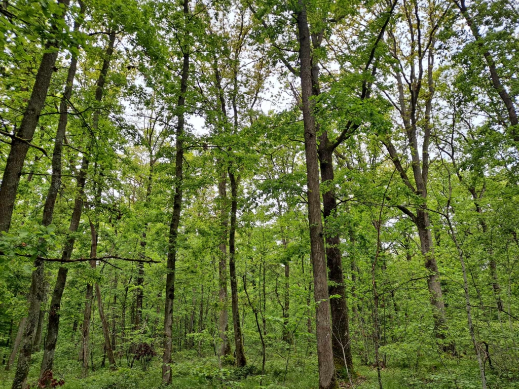 Désignation d'un chêne d'avenir par le vendeur de forêt Matthieu Bouclet