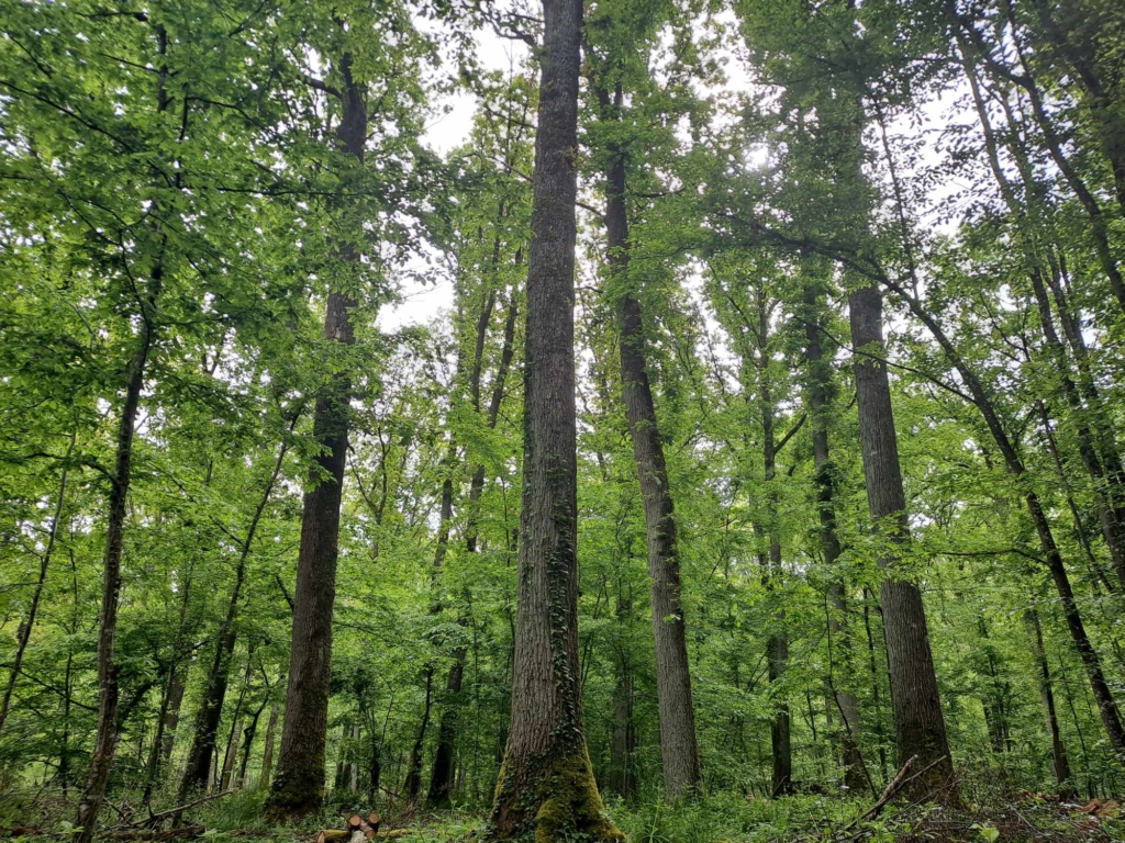 Un groupe d'arbres majestueux se dresse dans une forêt à vendre de l'Yonne verdoyante, créant une atmosphère paisible et naturelle.