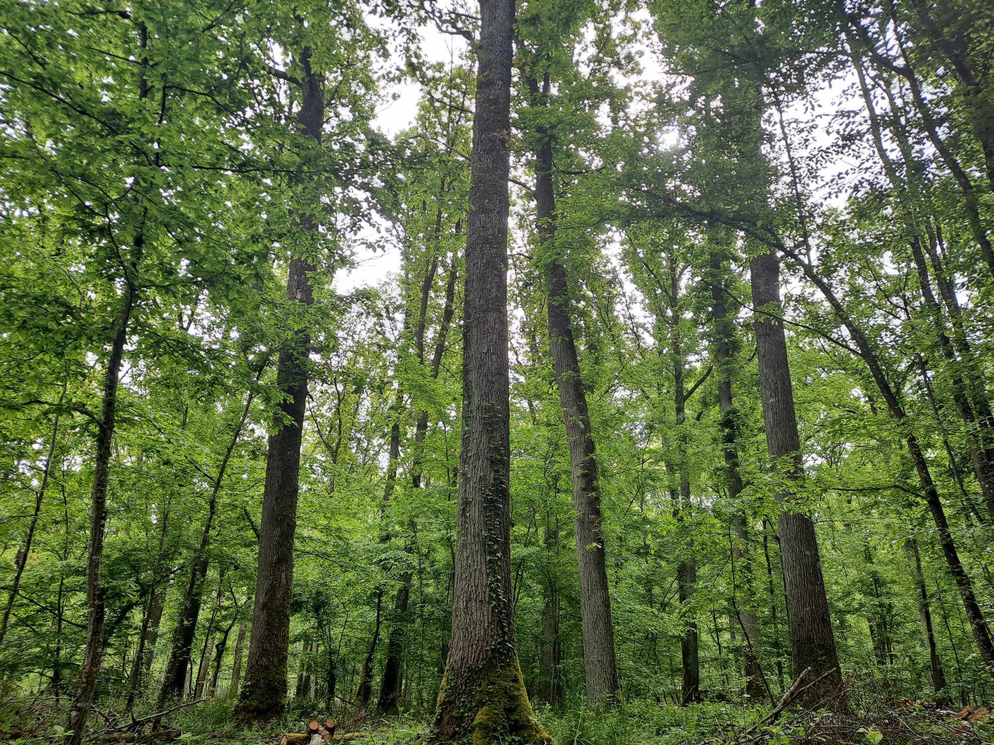 Un groupe d'arbres majestueux se dresse dans une forêt à vendre de l'Yonne verdoyante, créant une atmosphère paisible et naturelle.