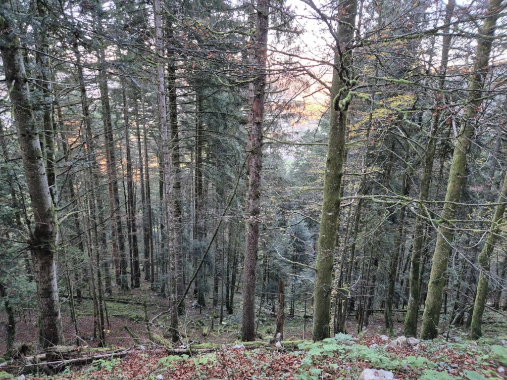 Futaie jardinée à vendre par la société MB Forêts Transactions dans le département du Doubs