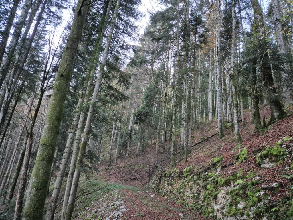 Chemin de randonnée dans le département du Doubs aménagé par MB forêt Transactions
