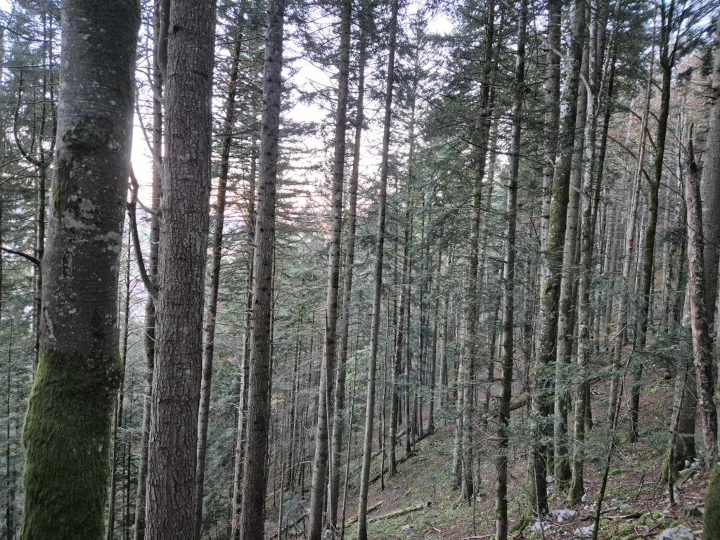 Futaie d'épicéa scolytes exploité en vendue par MB Forêt Transactions