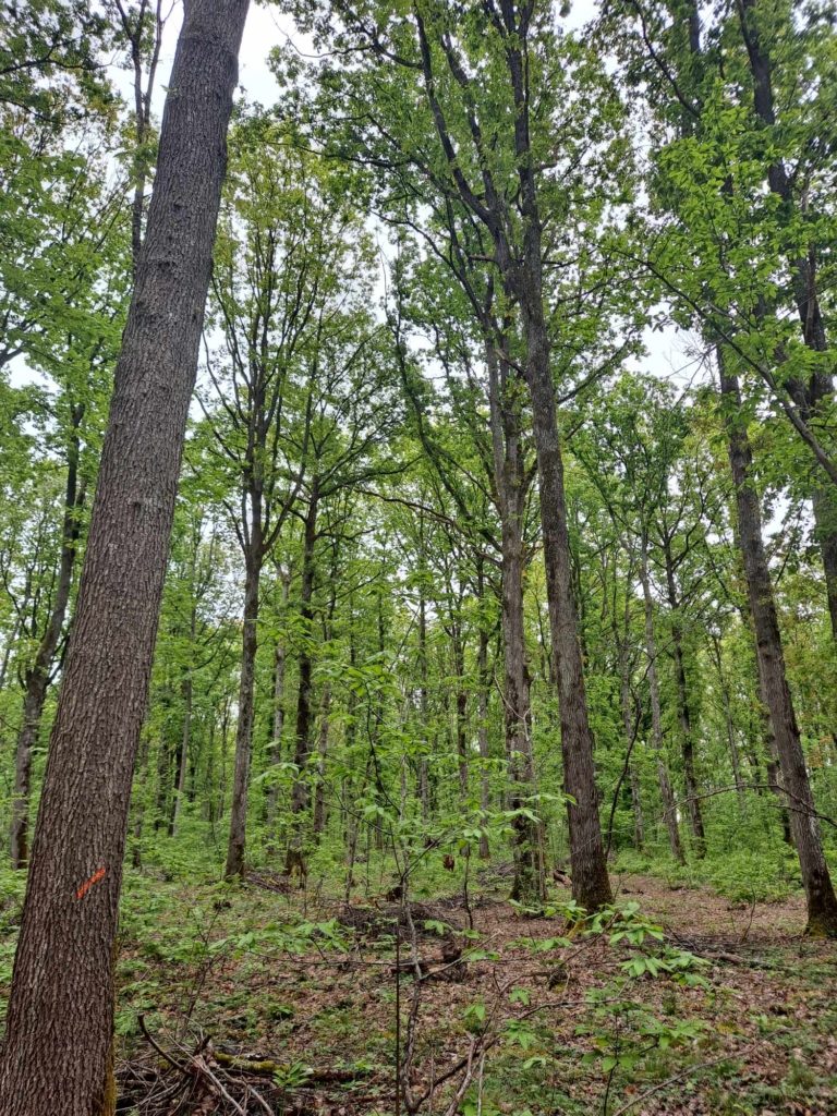 Inventaire pied à pied forêt à vendre en Bourgogne Franche-Comté