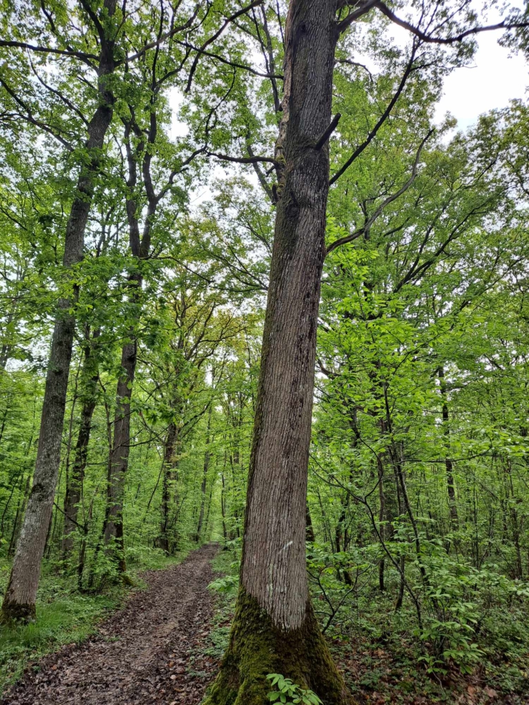 Chemin dans une forêt à vendre vielle du moyen âge. Forêt estimée par MB Forêts Transactions