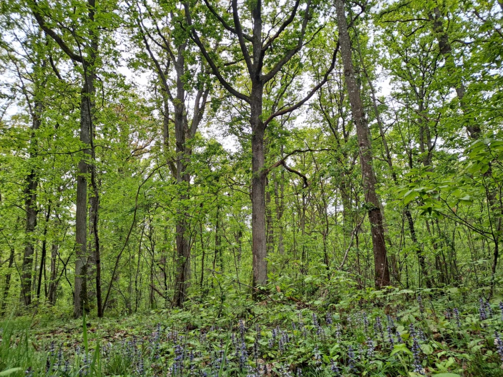 Fleurs de primptemps dans une forêt à vendre par Matthieu Bouclet, chênes pour le merrains et restauration de Notre Dame.
