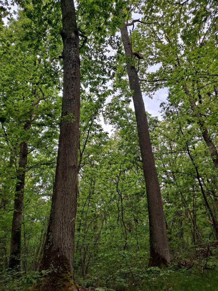 Chêne droit de fil dans une forêt de l'Yonne en vente par MB Forêts Transactions