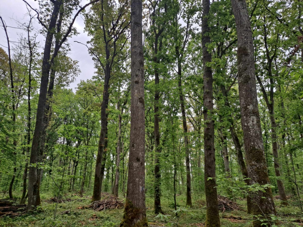 Forêt de chênes qualité merrain à vendue par MB Forêts Ttransactions