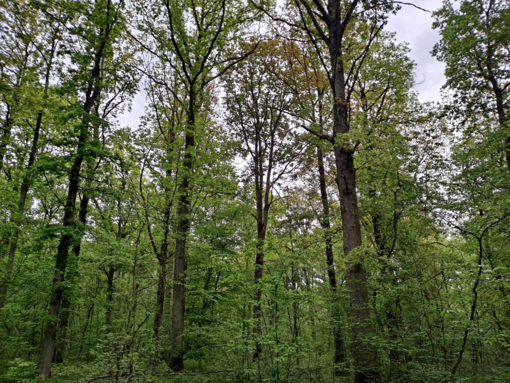 forêt verdoyante, beaux chênes cathédrales, forêt vendue par MB Forêts Transactions