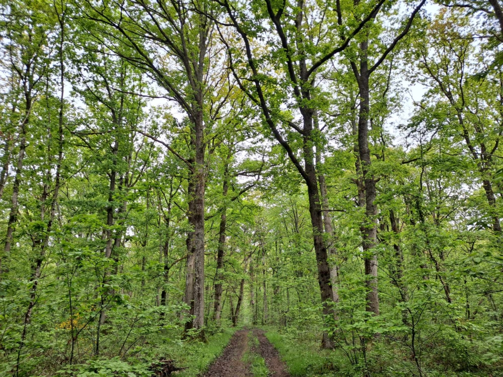 Desserte forestière avec une allée de beaux chênes de Napoléon vendue par Matthieu Bouclet forêts Transactions