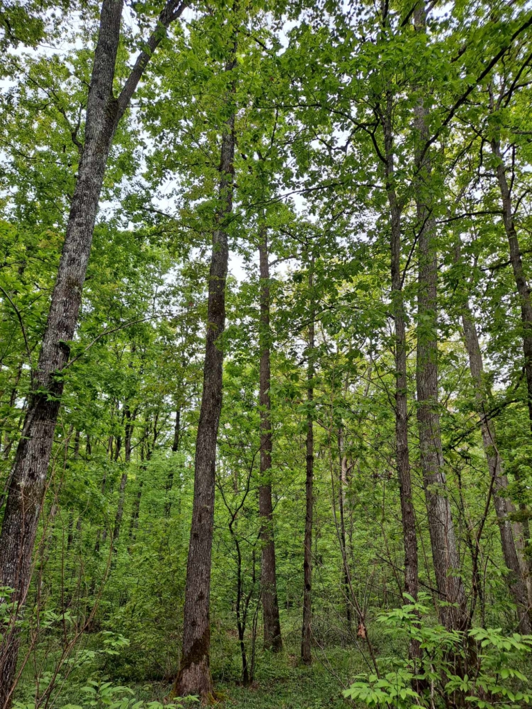 Perchis de chênes dans une forêt en vente par MB forêt Yonne