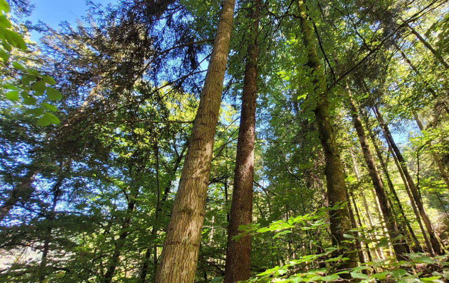 Grumes d'épicéas et sapins adjugés lors de la vente de Matthieu Bouclet