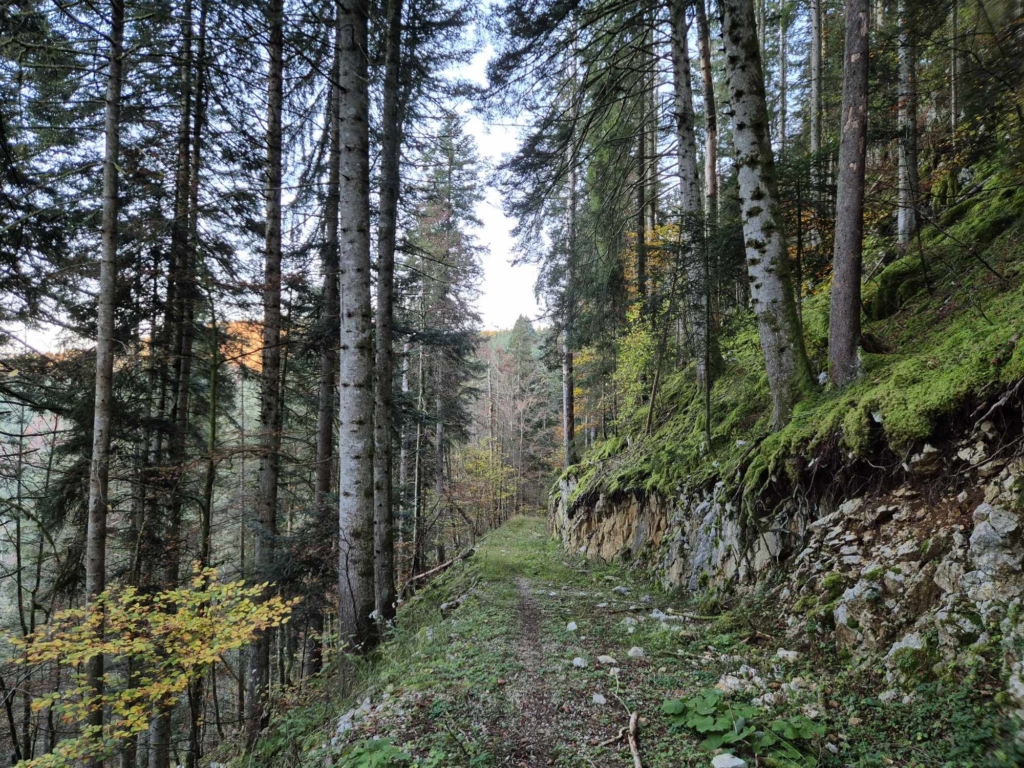 Forêt à vendre dans le Haut-Doubs proche de la Suisse. Expertise forestière MB forêt Transactions