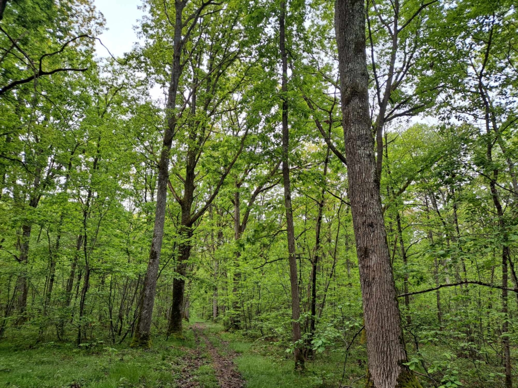 Sprécialite des forêts en France MB Forêts Transactions