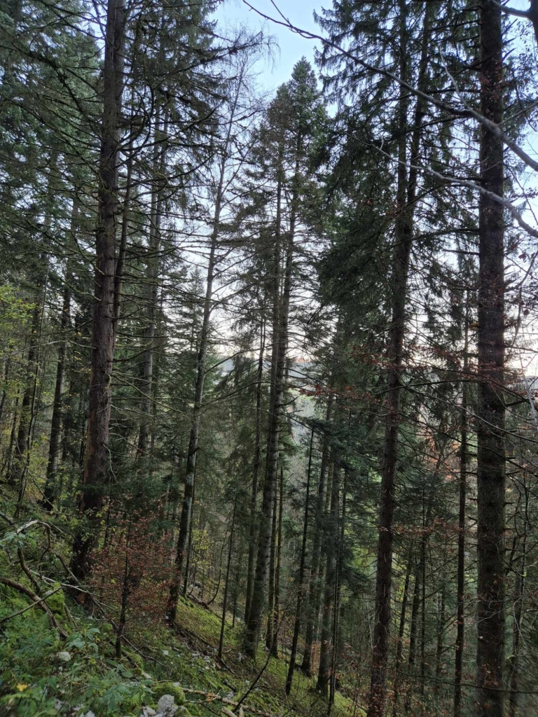 Bois à vendre dans le Doubs