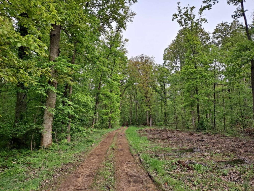 Vente de chênes bord de route Yonne par Matthieu Bouclet Forêt
