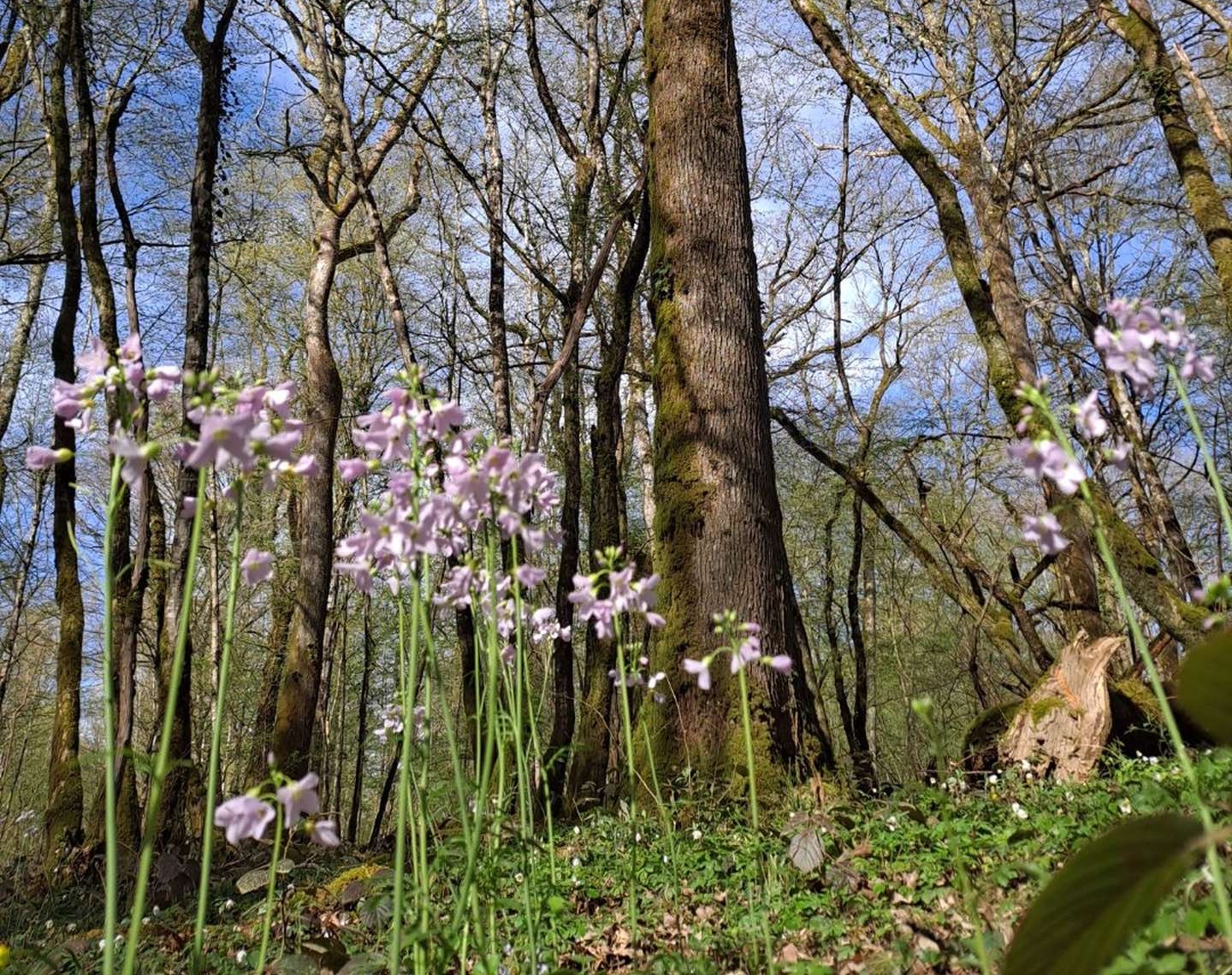 Forêt lumineuse avec des fleurs sauvages, symbolisant la valorisation unique et naturelle des patrimoines forestiers estimés par MB Forêts Transactions.