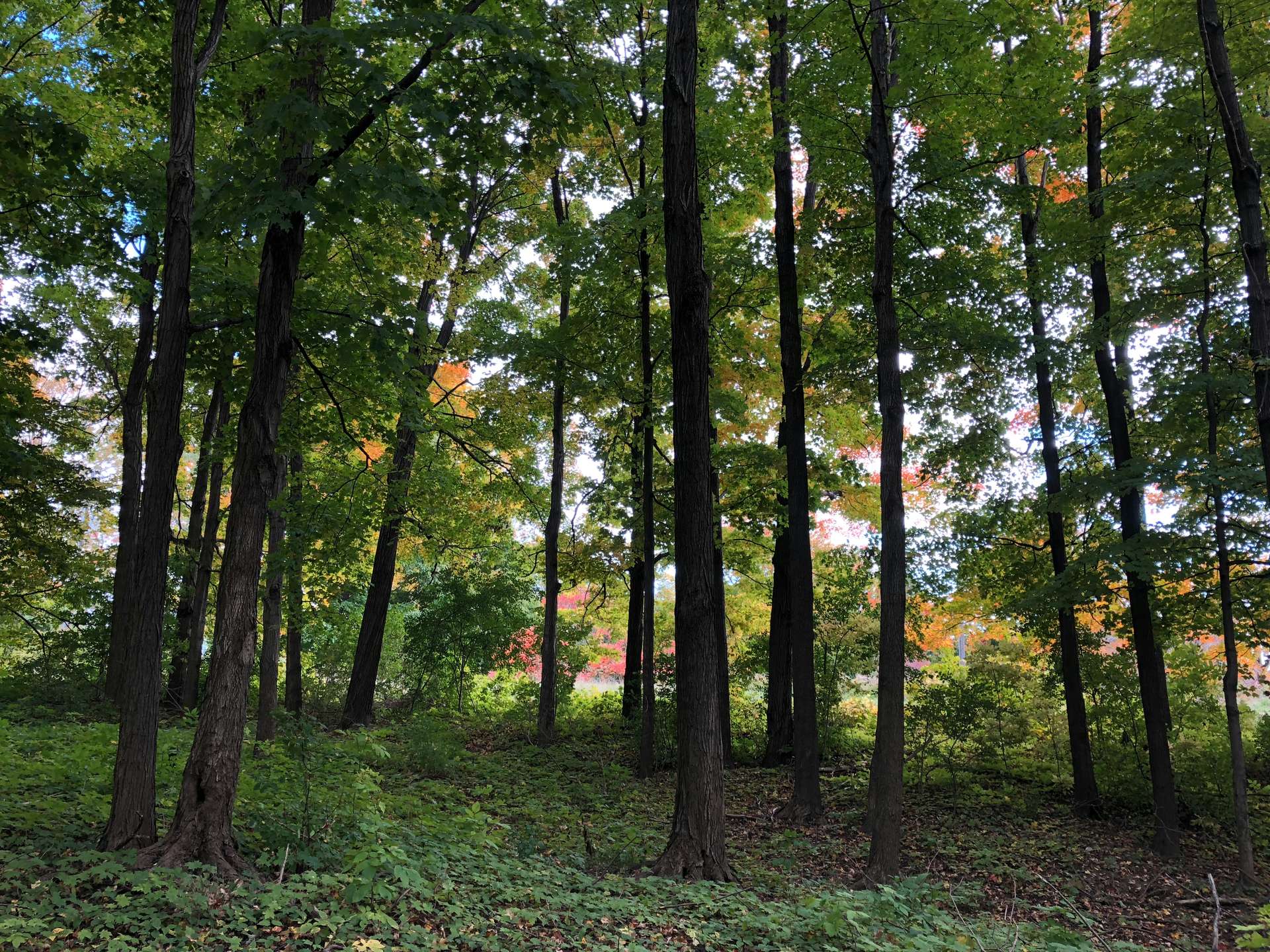 Vue d'une forêt dense et verdoyante, reflétant l'expertise de MB Forêts Transactions dans l'estimation précise des biens forestiers et la connaissance des terroirs.
