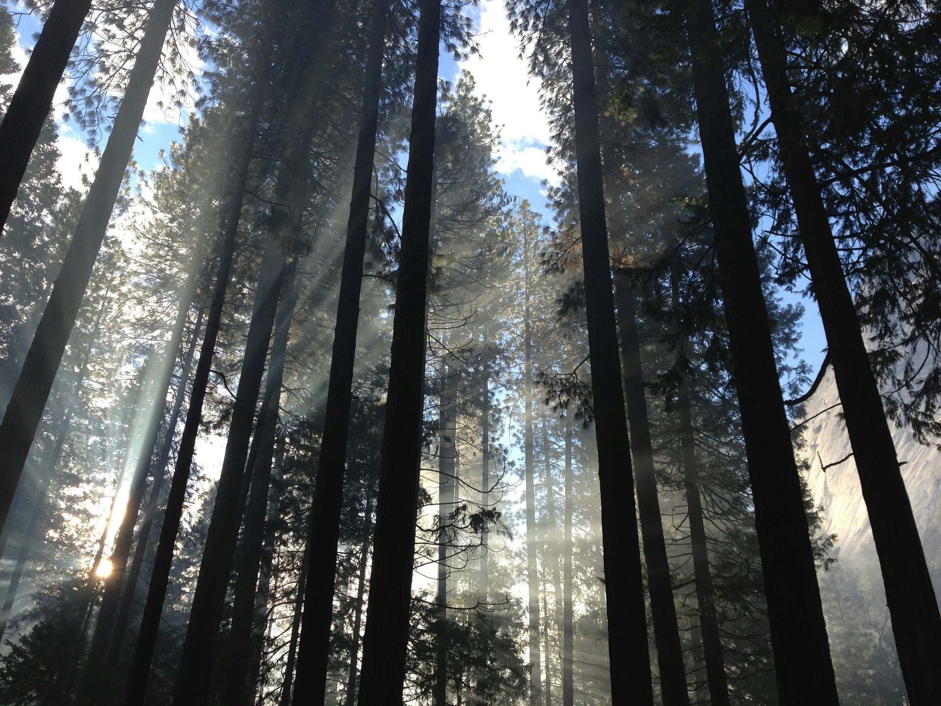 Forêt dense avec des rayons de soleil traversant les arbres, illustrant les propriétés forestières exceptionnelles proposées à la vente par MB Forêts Transactions.