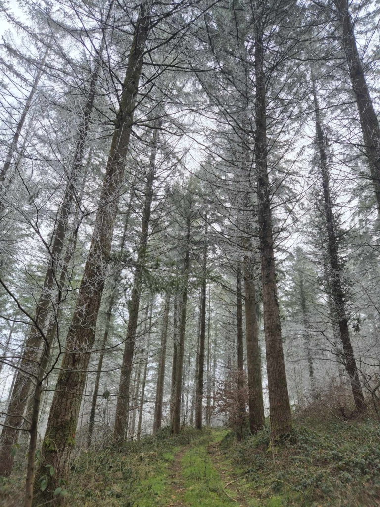 Forêt à vendre en Côte-d'Or d'arbres recouverts de givre, offrant un paysage hivernal enchanteur et serein, illuminé par la lumière douce.