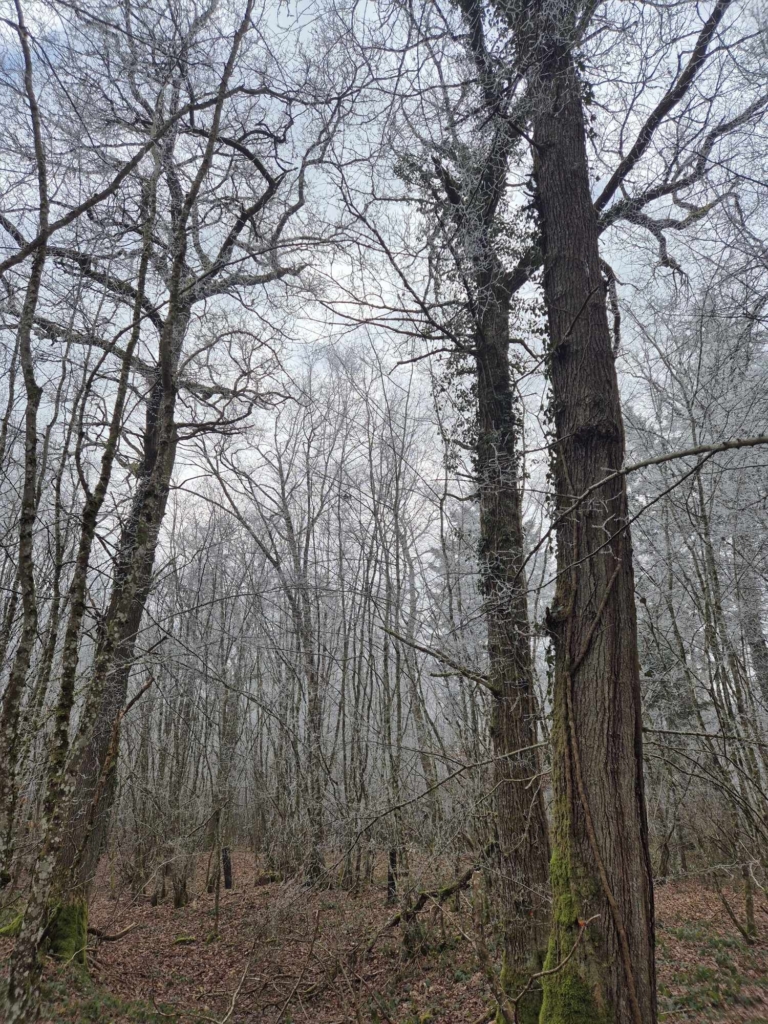Ventes de chênes sur pieds organisé par MB Forêts Transactions