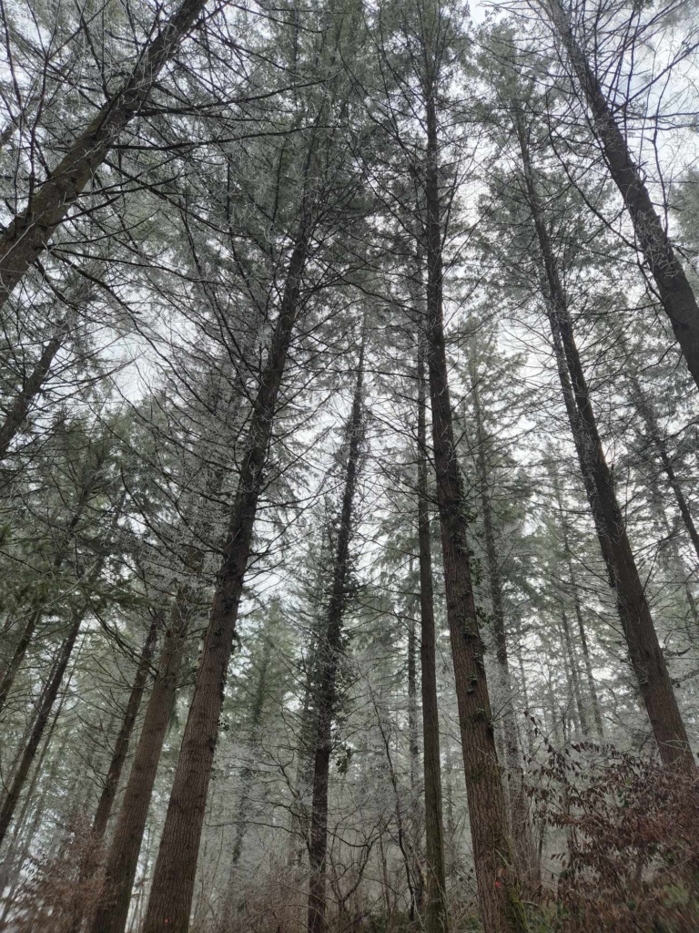 Vente d'une coupe de douglas dans une forêt de Bourgogne par MF Forêt Transactions