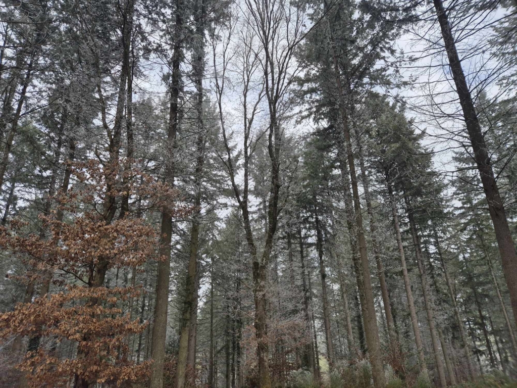 Mélanges feuillus et résineux, estimation d'une forêt en gestion irrégulière par MB Forêts Transactions