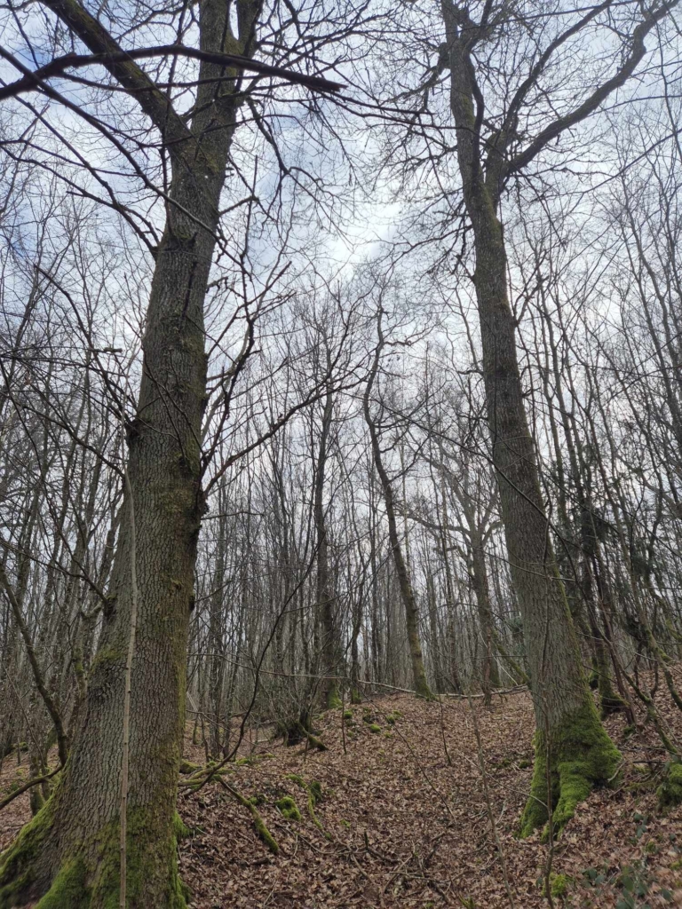 Le prix du chênes augmente en France grâces aux estimation des experts comme MB Forêts Transactions