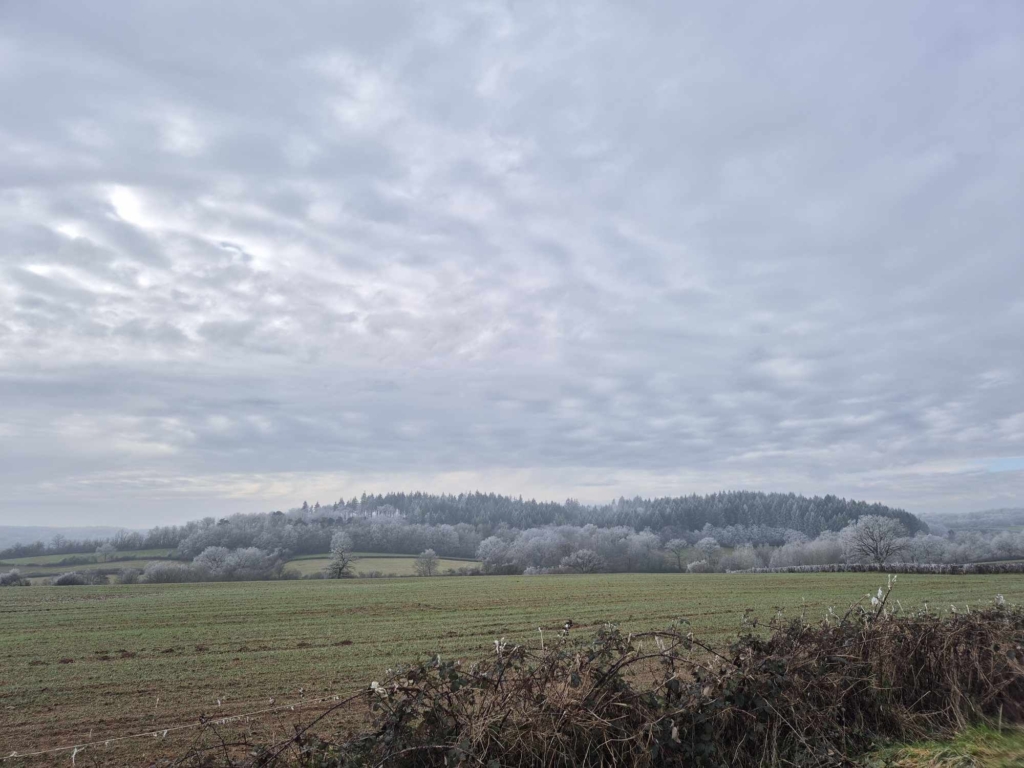 Un champ verdoyant avec des arbres majestueux sous un ciel bleu clair, créant une scène paisible et naturelle avec une forêt à vendre en Bourgogne par le spécialiste MB Forêts Transactions