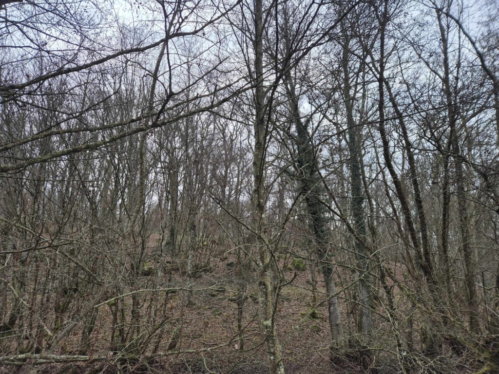 Vendre un forêt en France avec MB Forêt Transactions