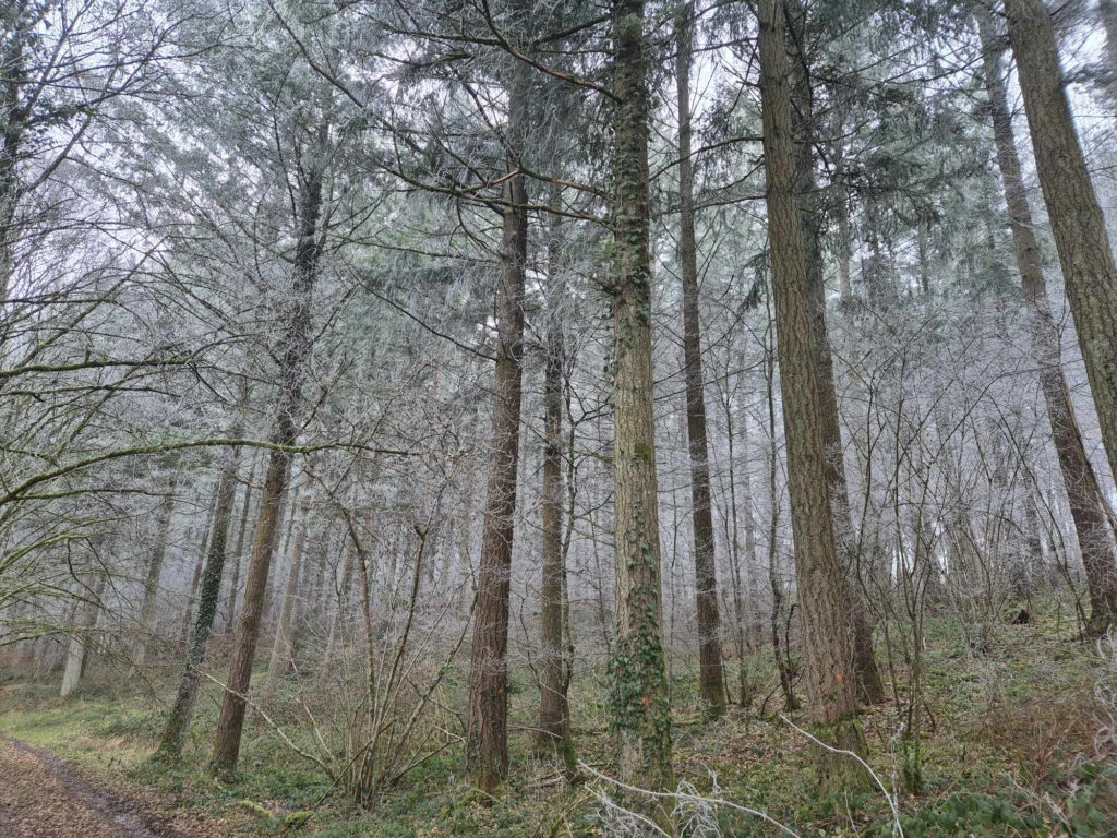 Forêt de douglas en bourgogne avec du givre estimée par MB Forêts Transactions
