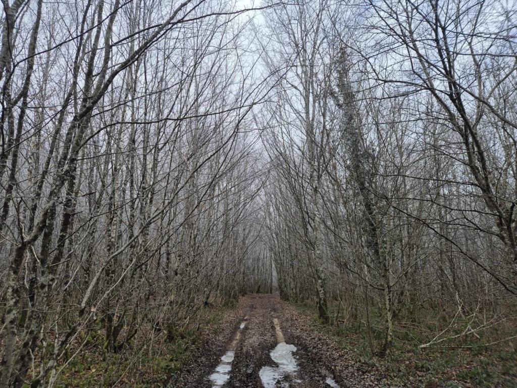 Une route en terre au milieu des arbres dépouillés, illustrant la beauté sereine d'une forêt en hiver.