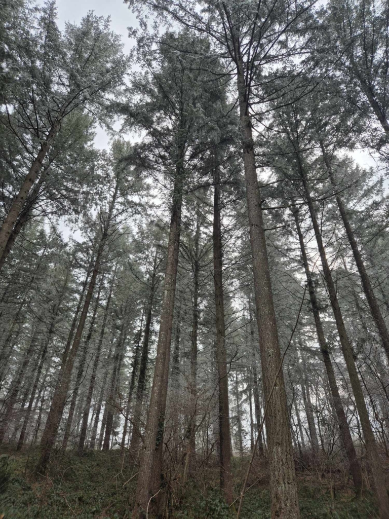 Douglas majestueux dans une forêt vendue par MB Forêts Transactions en Côte d'or