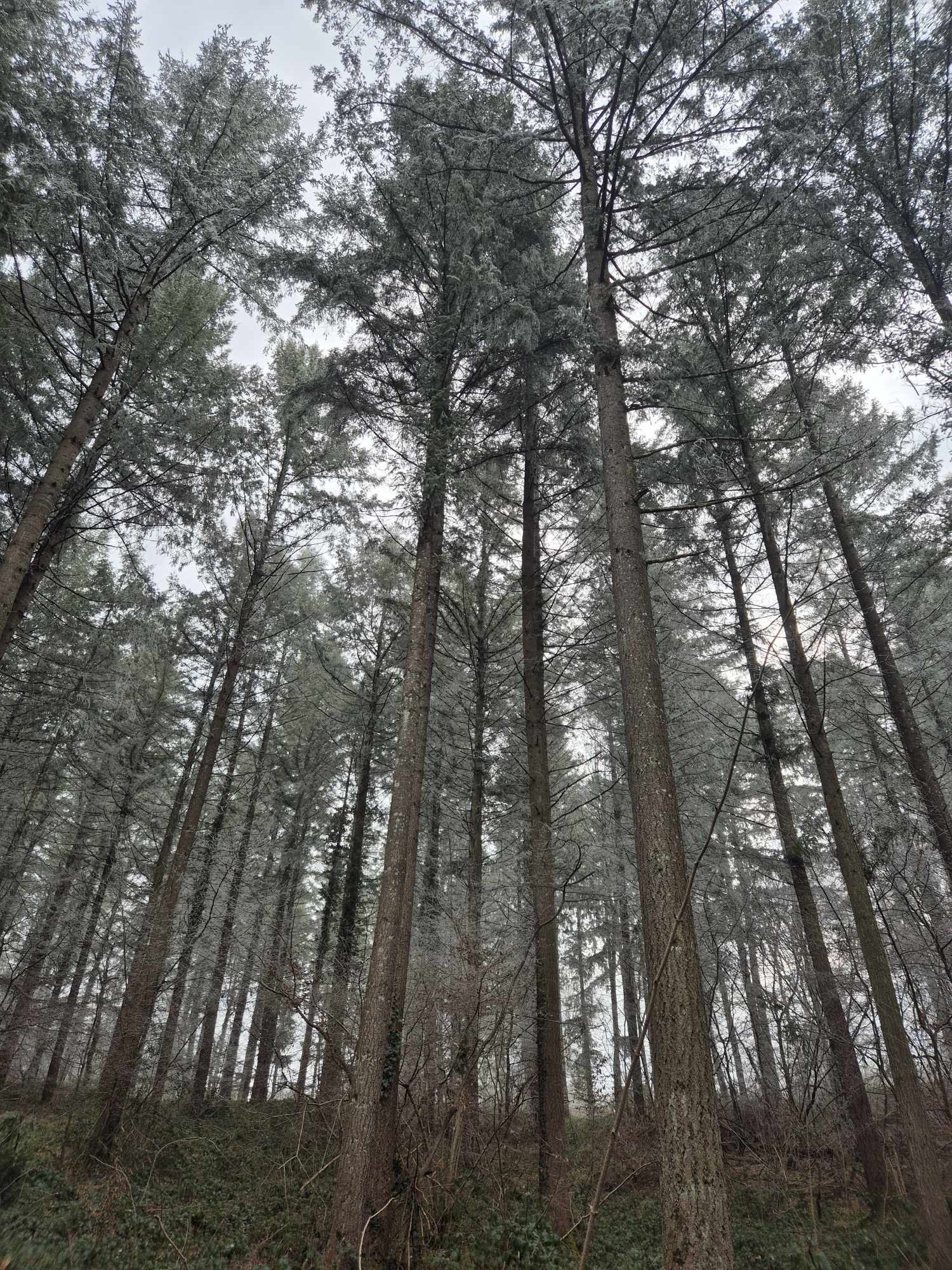 Douglas majestueux dans une forêt vendue par MB Forêts Transactions en Côte d'or