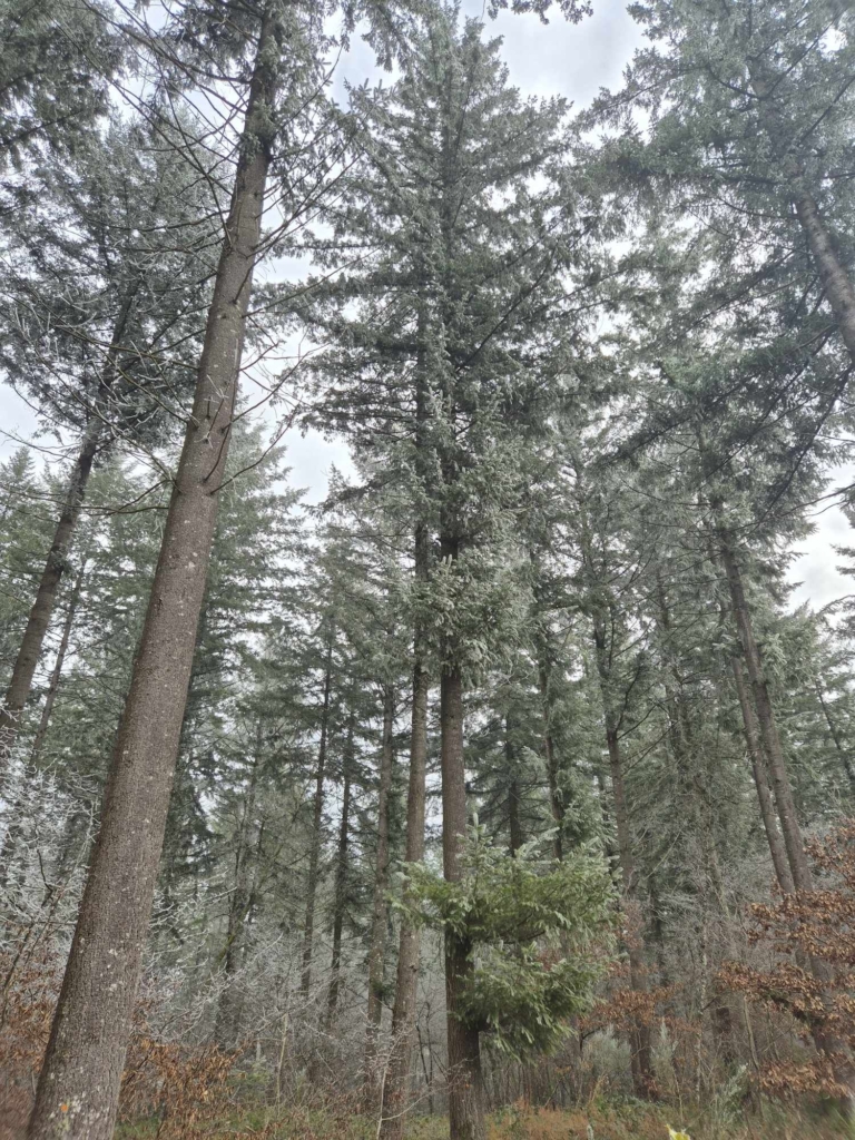 Douglas d'une valeur exceptionnelle lors d'une vente de forêt par MB Forêt Transactions