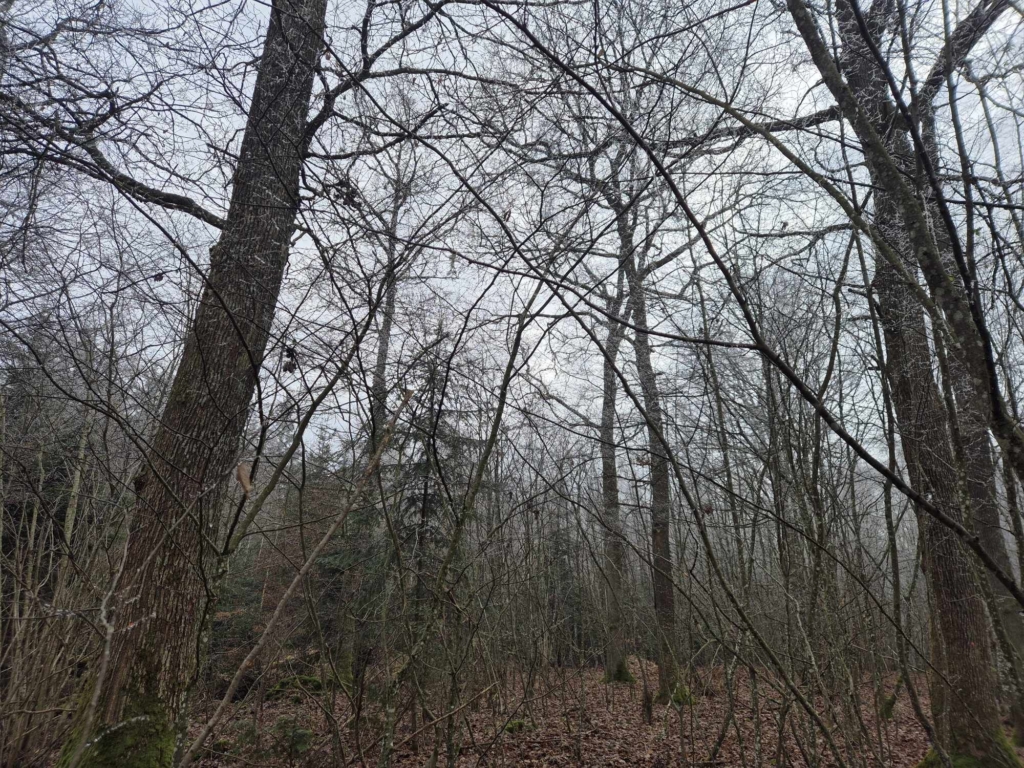 Demandez le prix de votre forêts à MB Forêts Transactions
