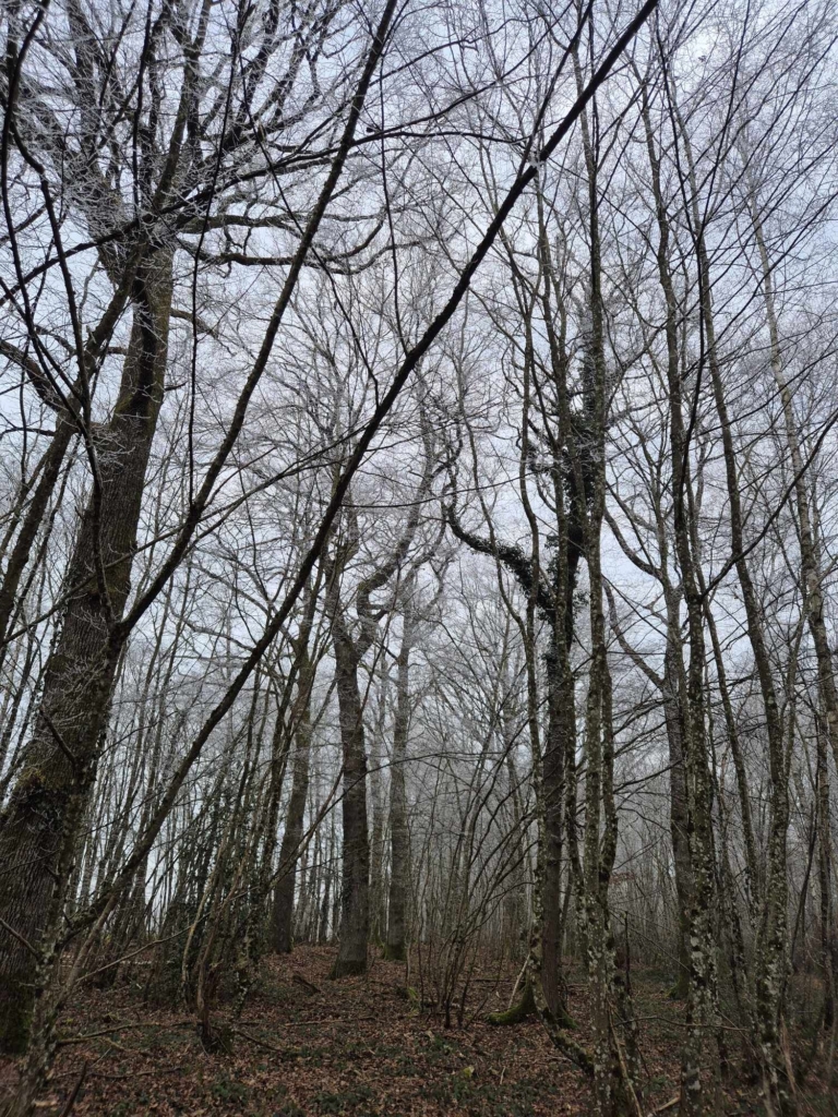 Stockage et compensations Carbonne en achetant des forêts avec Matthieu Bouclet Forêts Transactions