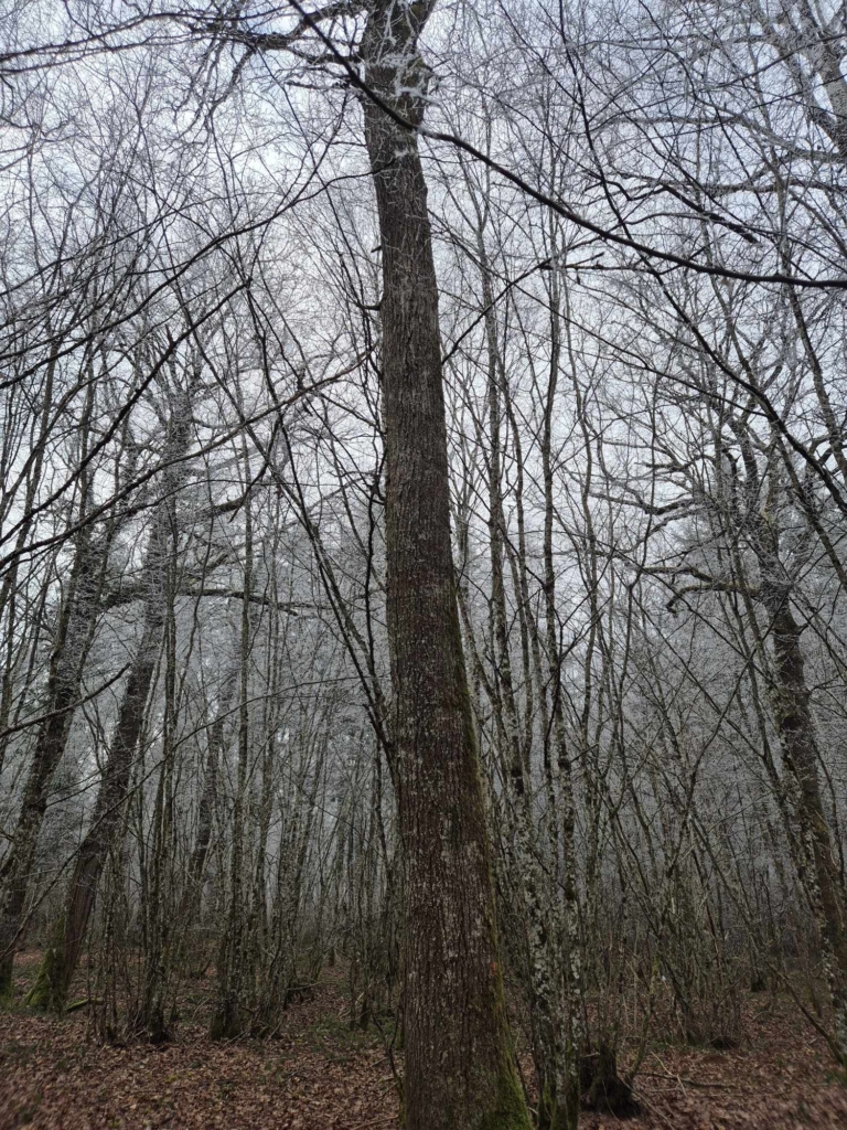 Investissez dans un chêne remarquable avec MB Forêts Transactions