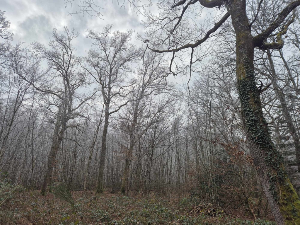 Investir dans un domaine forestier de chênes en Bourgogne avec MB Forêt