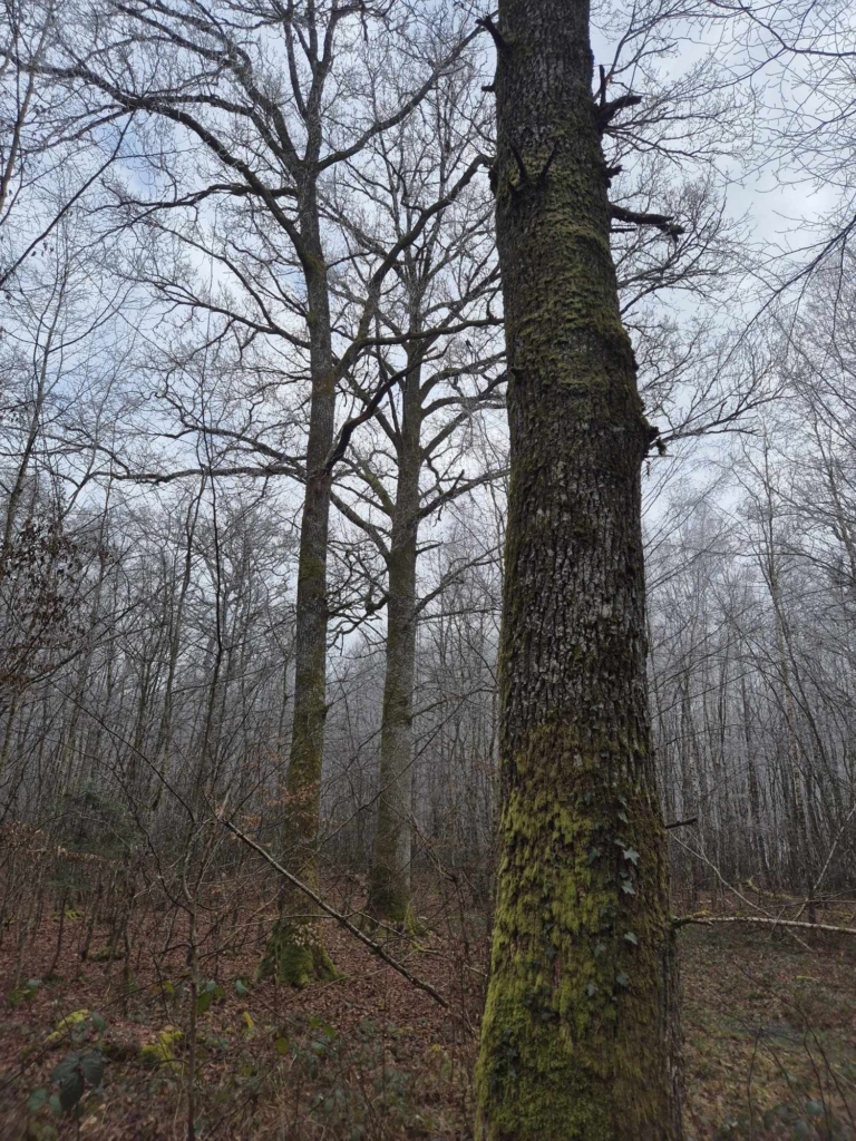 Domaine de chasse en Bourgogne vendu par MB Forêts Transactions