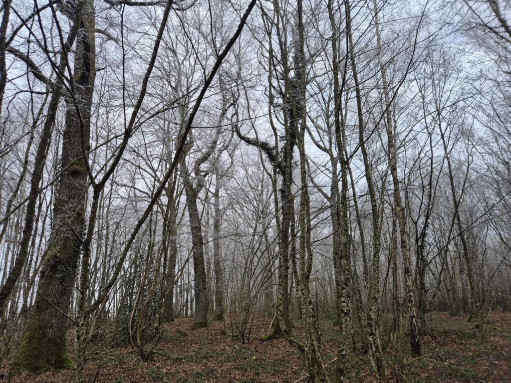 Taillis sous futaie de chênes observé lors d'une estimation de forêts par Matthieu Bouclet