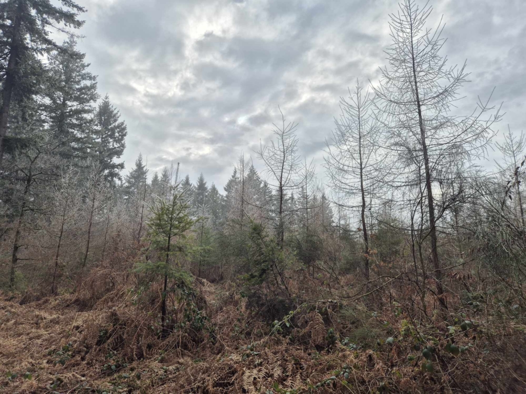 Plantation de Mélèzes Hybrides en Côte d'Or dans un domaine forestier géré par MB Forêts Transactions contre le réchauffement climatique